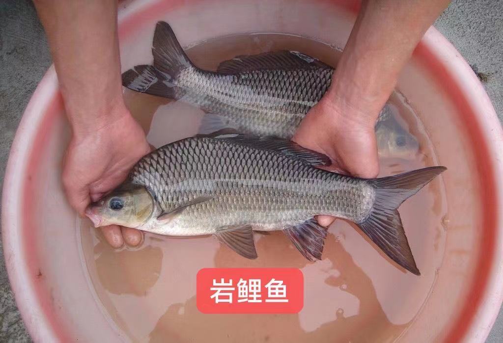 岩鲤鱼