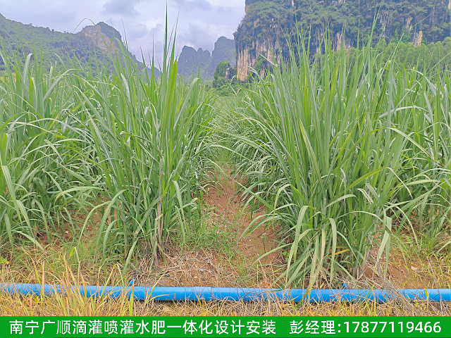 1771921270812147.png 高糖高产项目