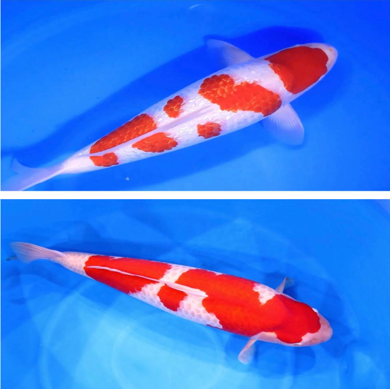 红白锦鲤