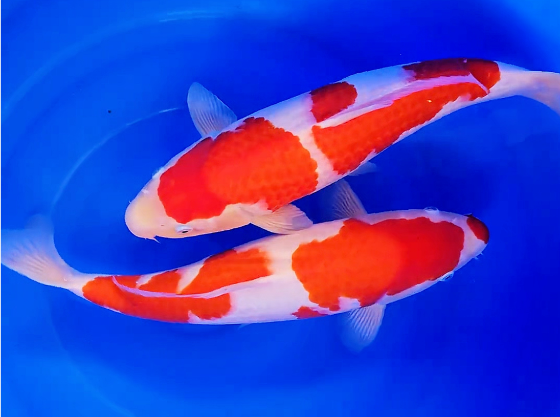 红白锦鲤