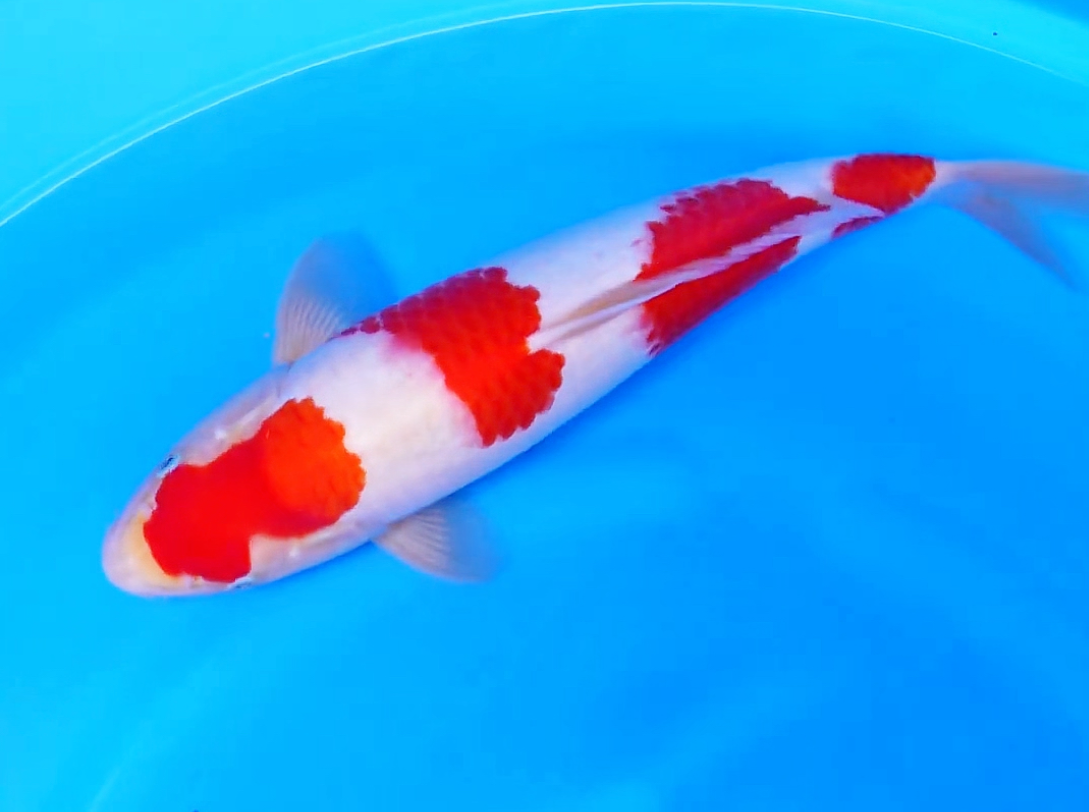 红白锦鲤