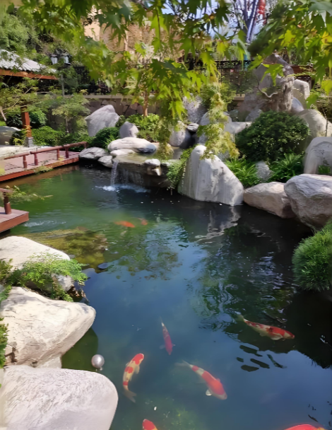 鱼池