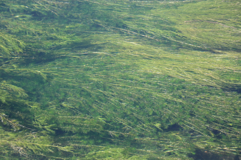 科学去污，助力达标丨淮安白马湖（洪金国考断面）底泥洗脱内源治理项目通过验收