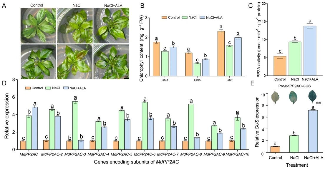 5-氨基乙酰丙酸