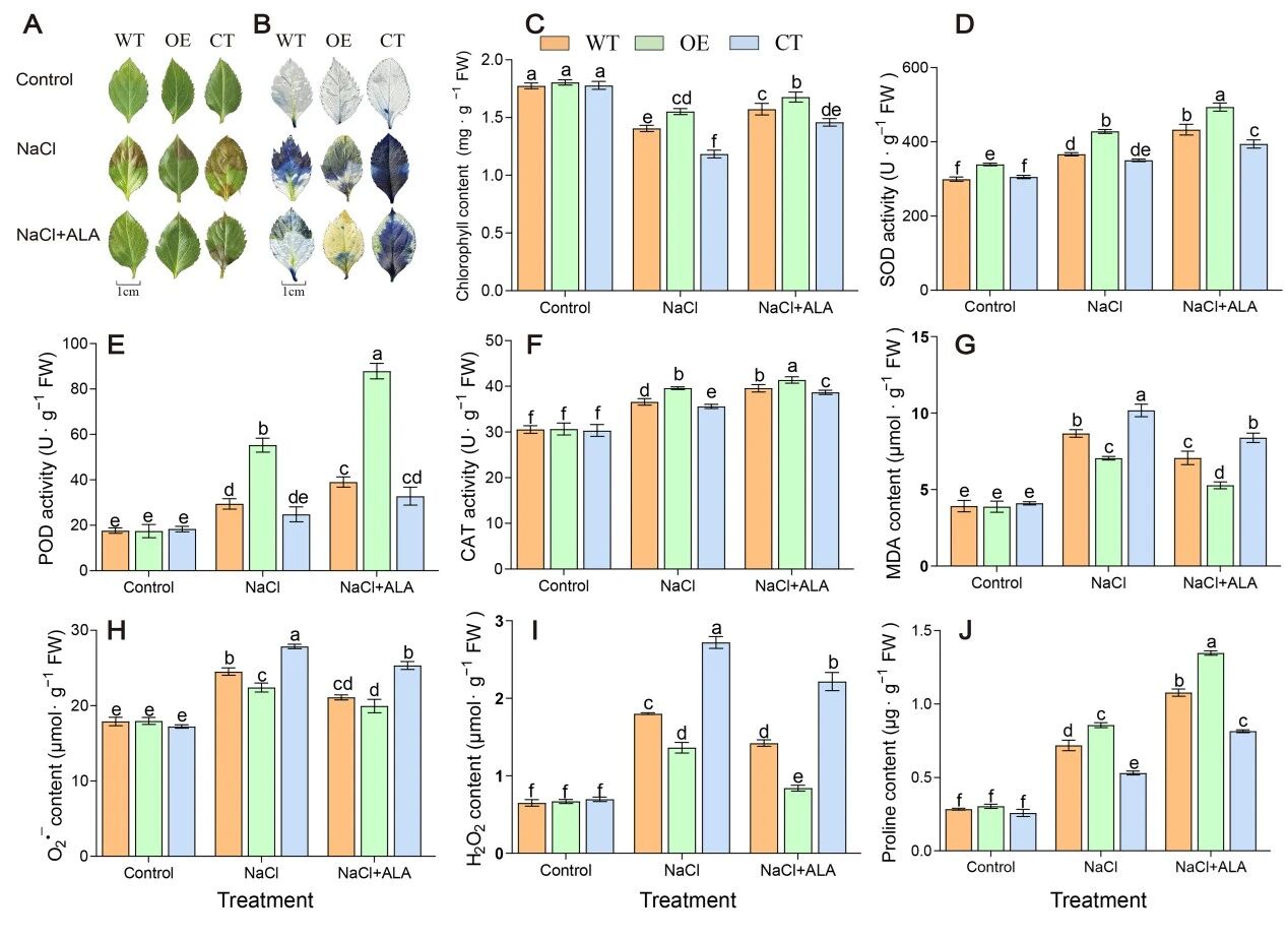 1772589971560185.jpg 5-氨基乙酰丙酸