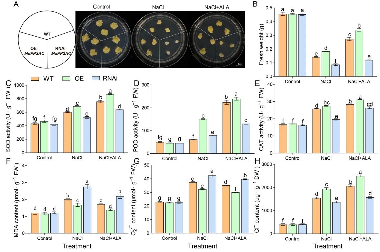 1772590049242486.jpg 5-氨基乙酰丙酸