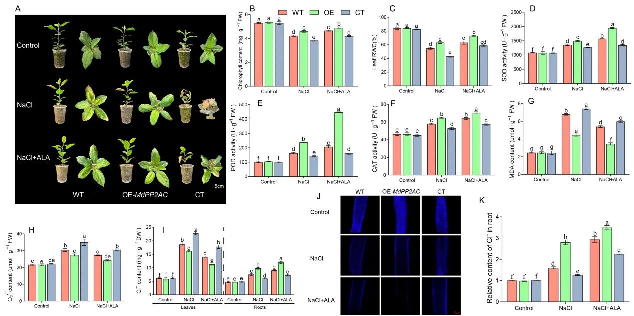 1772590083237100.jpg 5-氨基乙酰丙酸