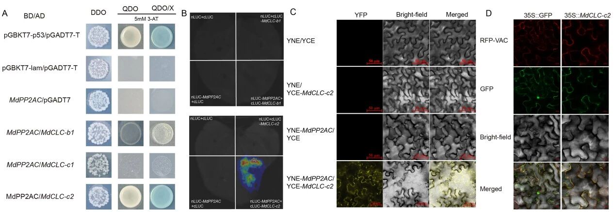 1772590176529864.jpg 5-氨基乙酰丙酸