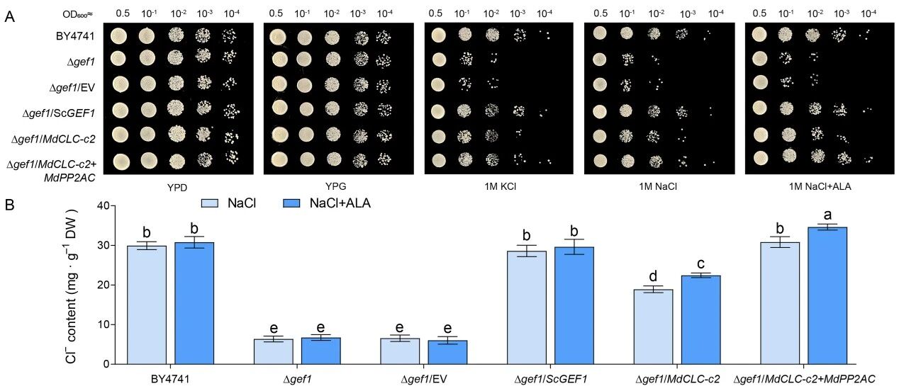 1772590308969641.jpg 5-氨基乙酰丙酸