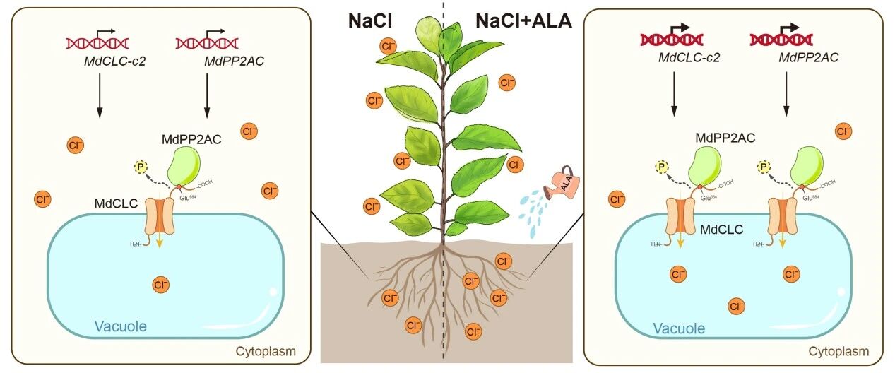 5-氨基乙酰丙酸