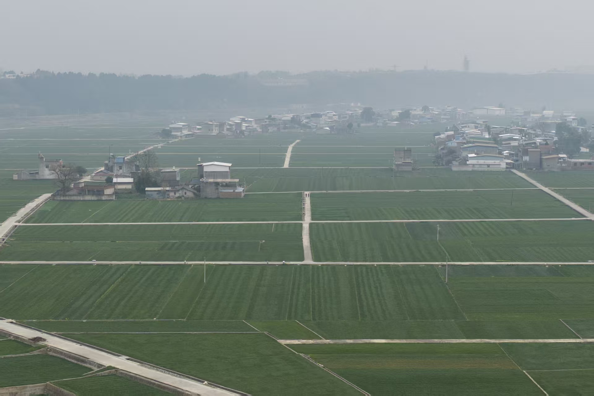 麦冬根须基地环境