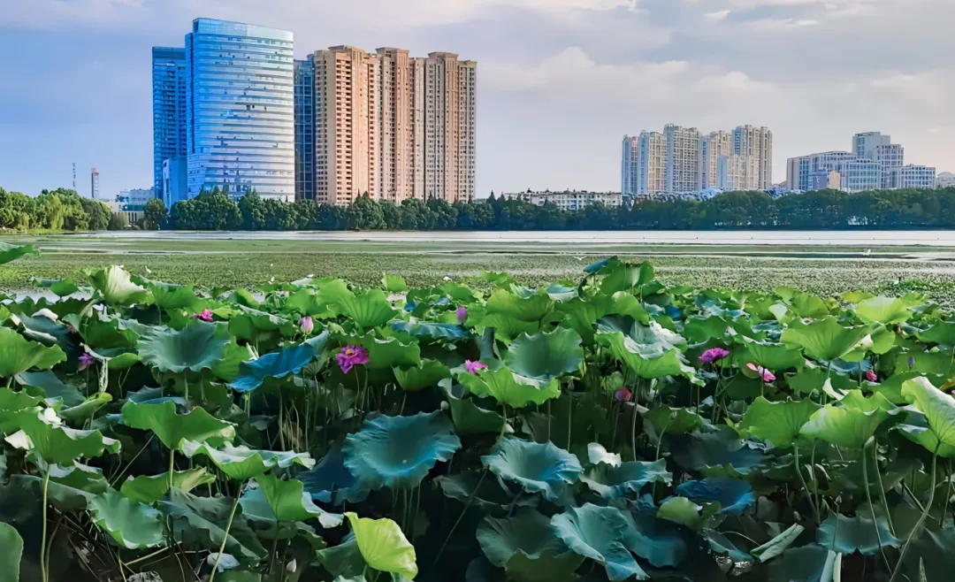 正式发布！水华防控与底泥洗脱技术入选《长江生态环境保护修复技术汇编》