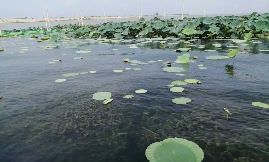 正式发布！水华防控与底泥洗脱技术入选《长江生态环境保护修复技术汇编》