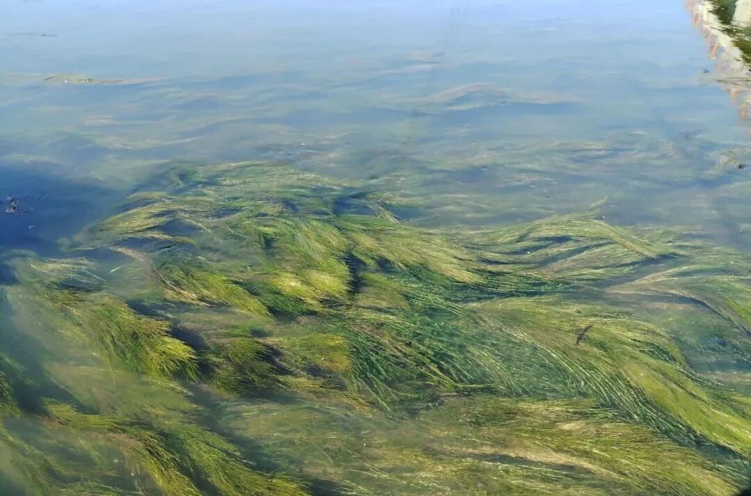 正式发布！水华防控与底泥洗脱技术入选《长江生态环境保护修复技术汇编》