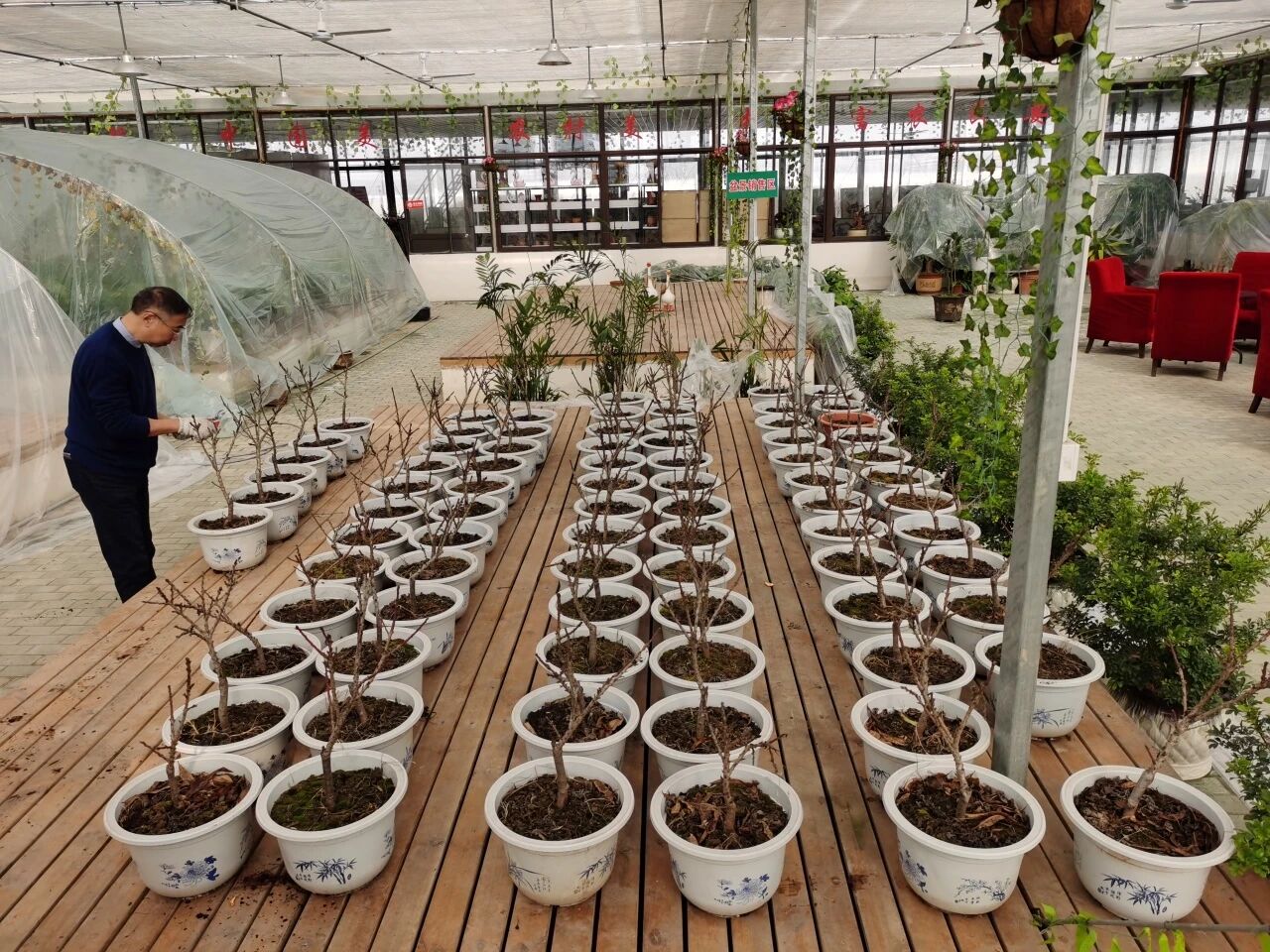 5-氨基乙酰丙酸