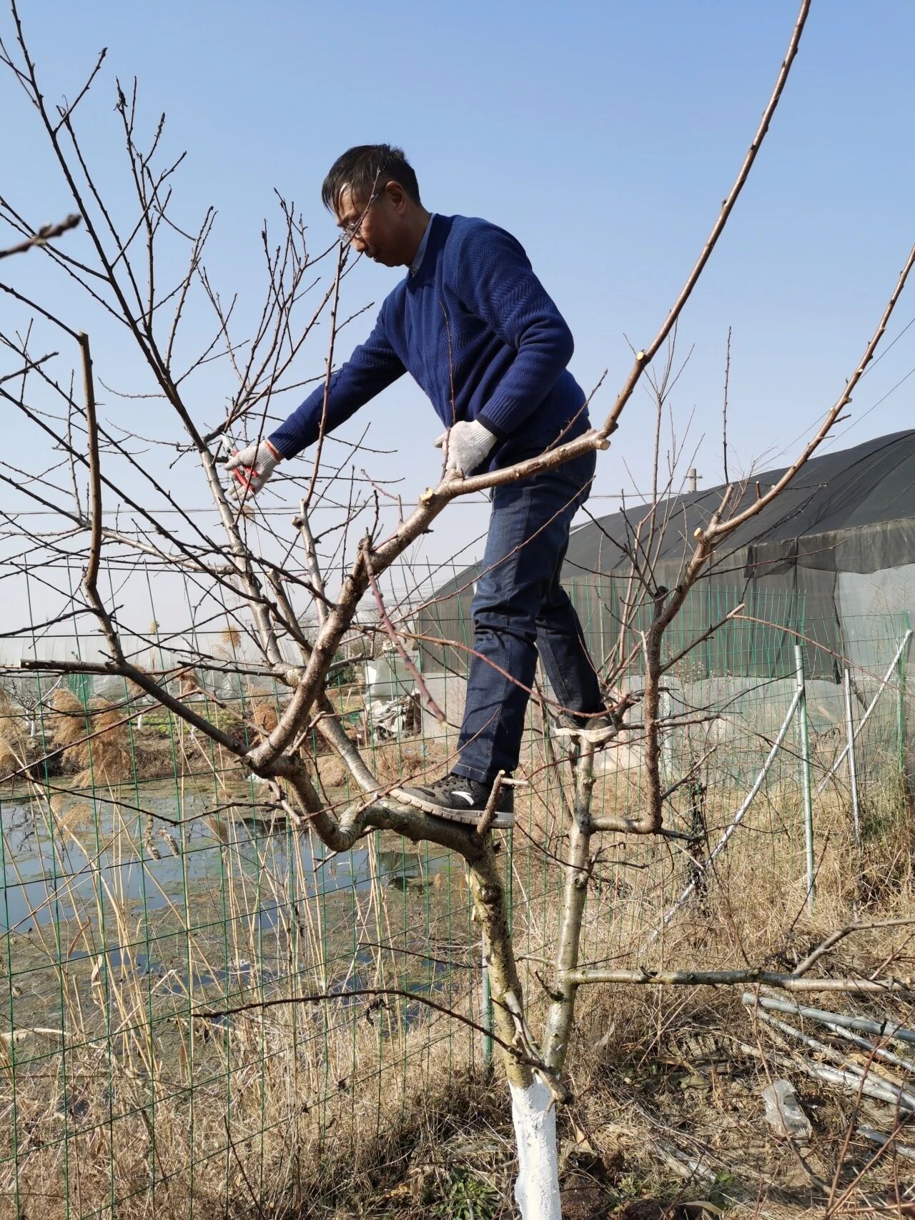 5-氨基乙酰丙酸