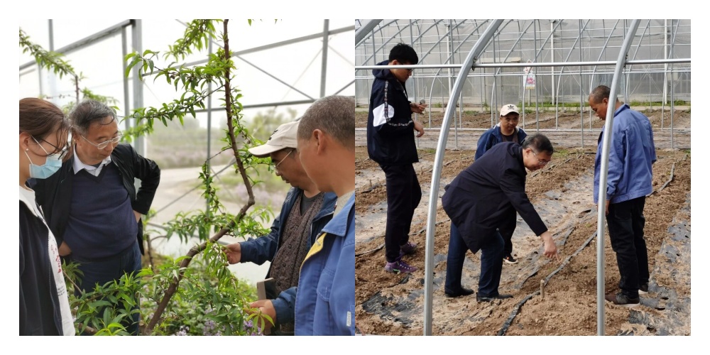 5-氨基乙酰丙酸