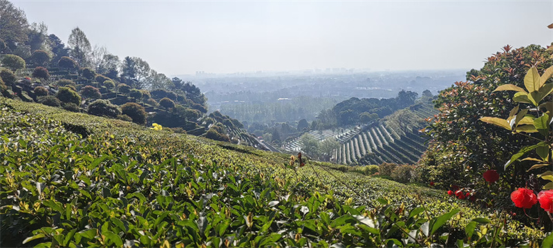 月桂苑 坐北朝南