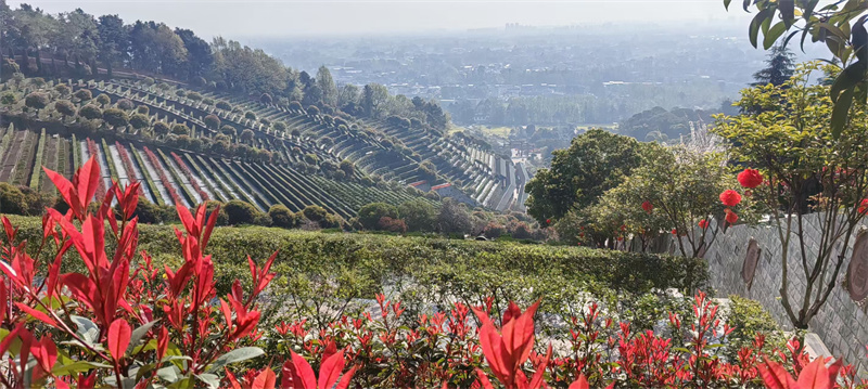 金桂苑：戌山辰向（坐西朝东南）