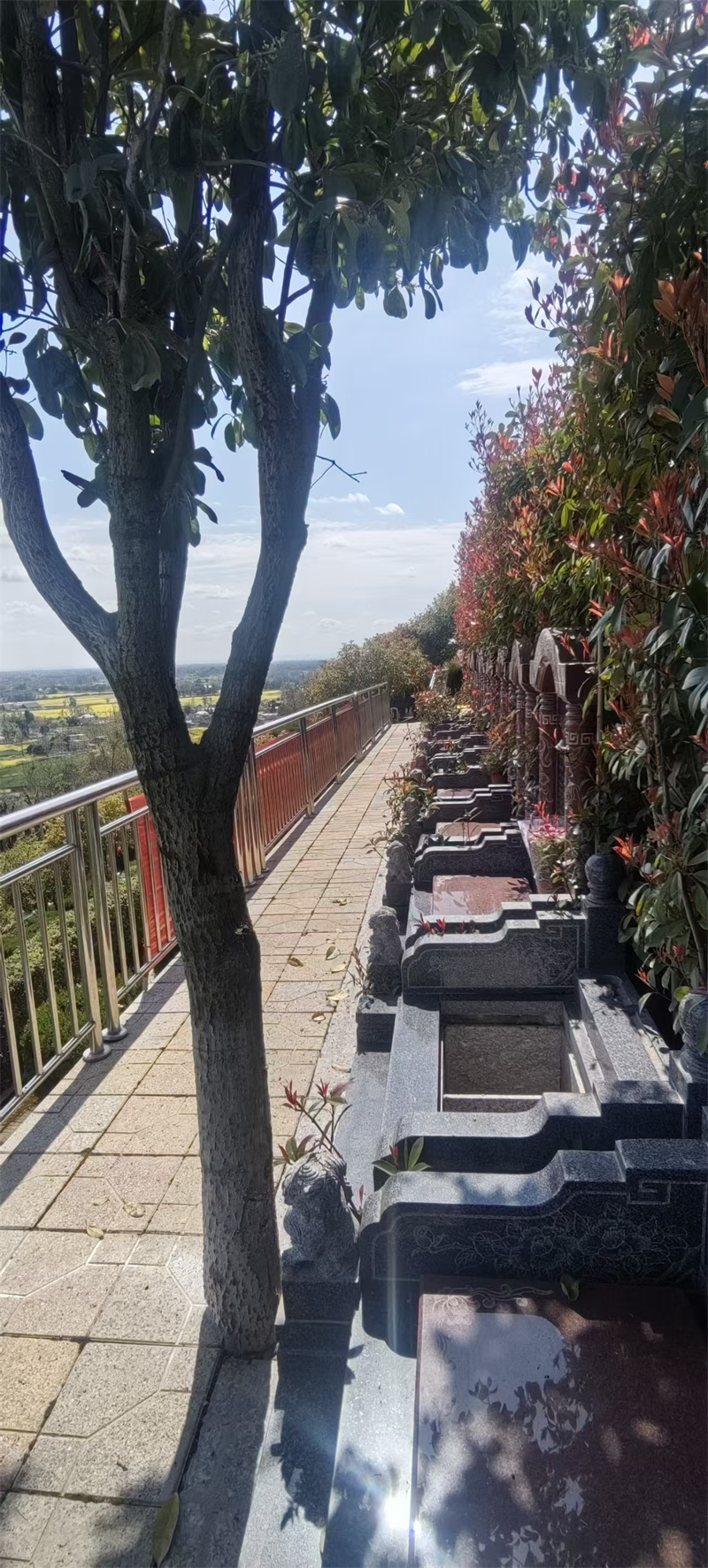 西区绿化：辛山乙向（坐西朝东）