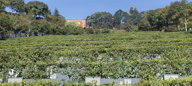 丹桂苑：戌山辰向（坐西北朝东南）