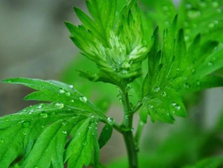 南阳汉艾艾制品 南阳艾绒