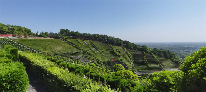 白塔山公墓园区景观