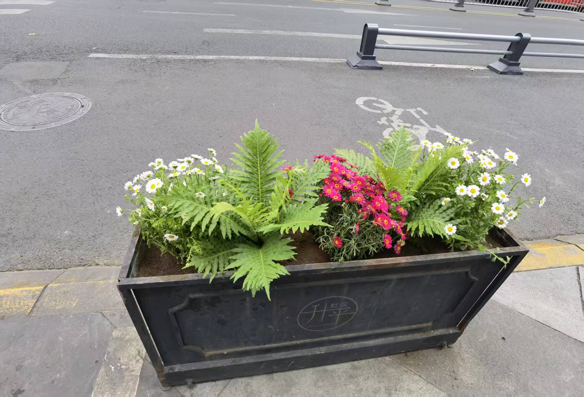 花卉栽培植物对比图