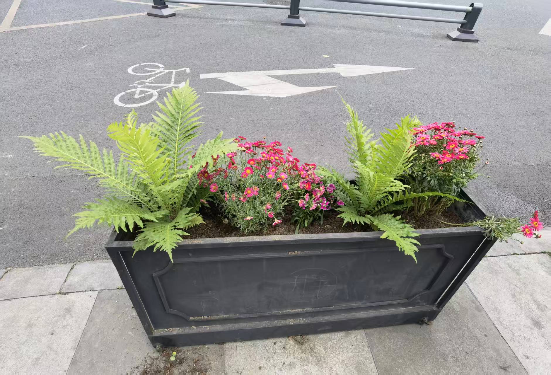 花卉栽培植物对比图