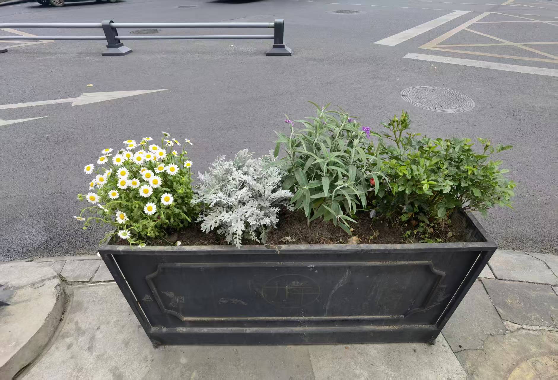 花卉栽培植物对比图