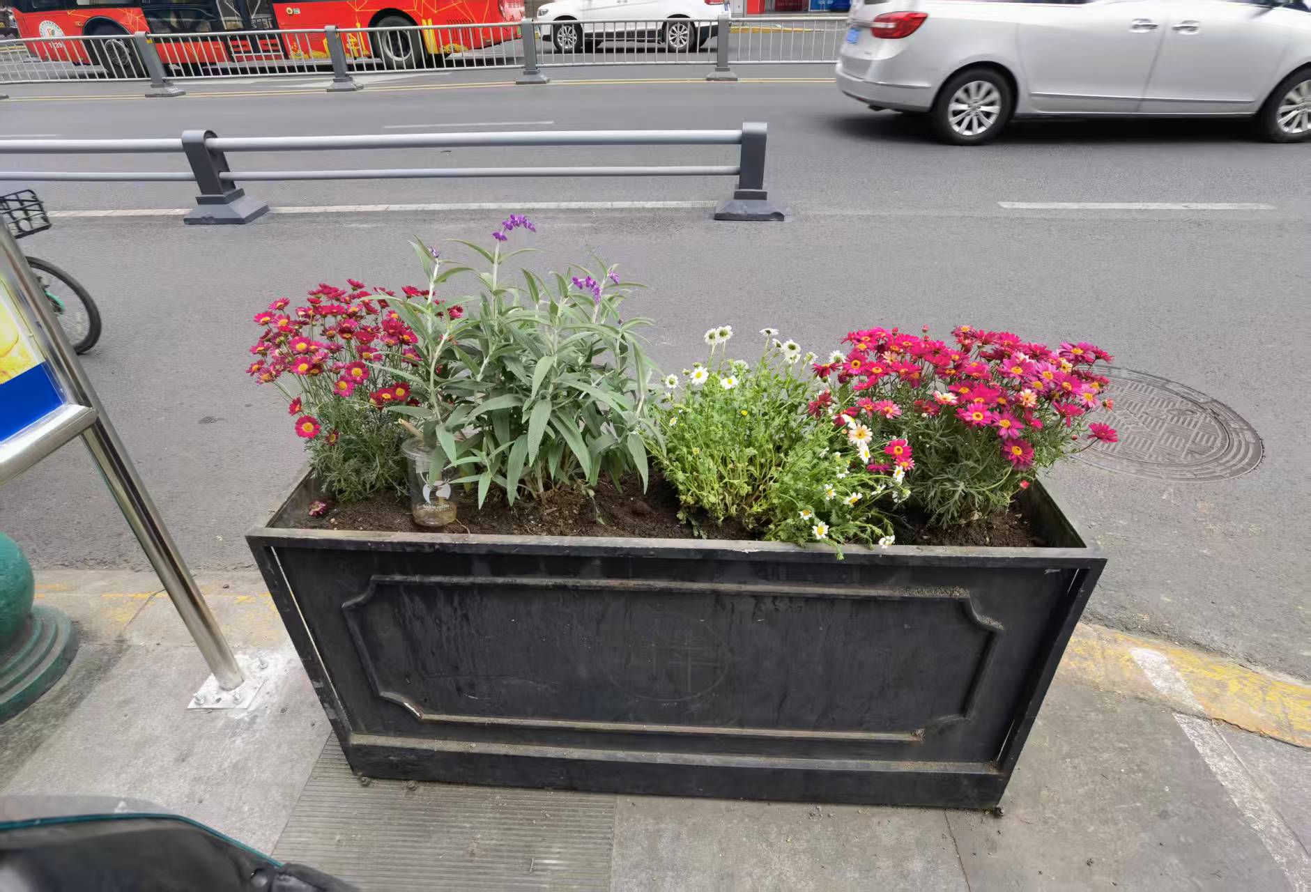 花卉栽培植物对比图