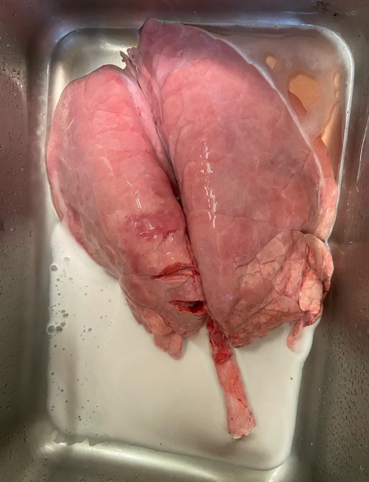猪肺