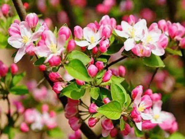 1774680377228568.jpg 陕西文华建筑景观工程有限公司