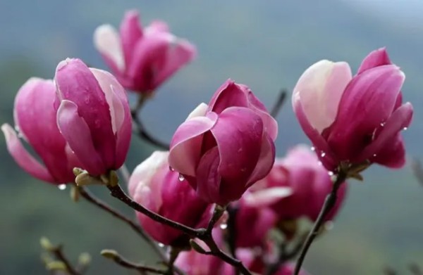 1774680420614870.jpg 陕西文华建筑景观工程有限公司