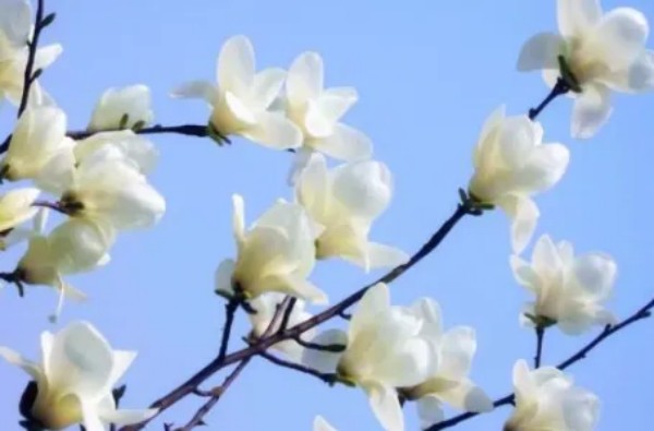 1774680427266081.jpg 陕西文华建筑景观工程有限公司