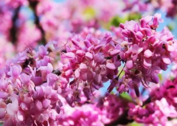 1774680435573823.jpg 陕西文华建筑景观工程有限公司