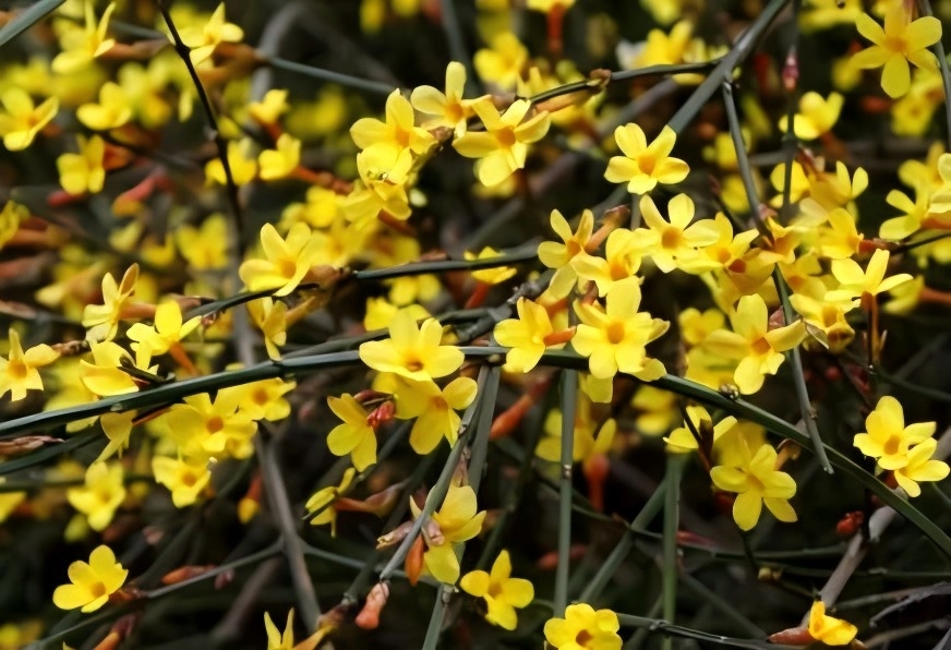 1774680516853416.jpg 陕西文华建筑景观工程有限公司