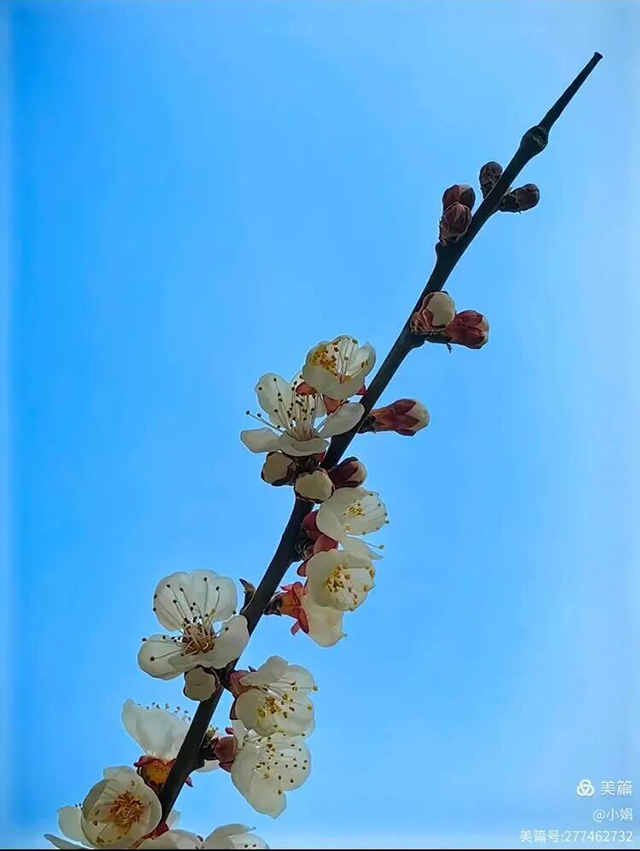 崔相臣