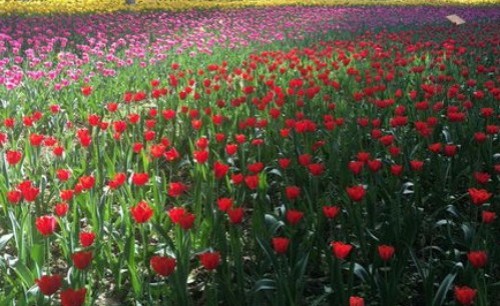 陕西文华建筑景观工程有限公司