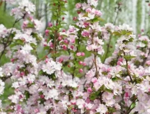 陕西文华建筑景观工程有限公司