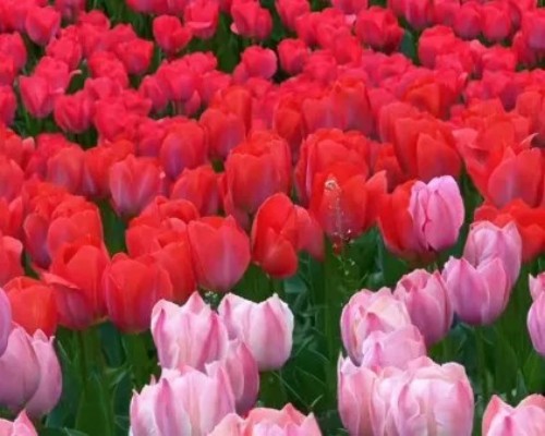 陕西文华建筑景观工程有限公司