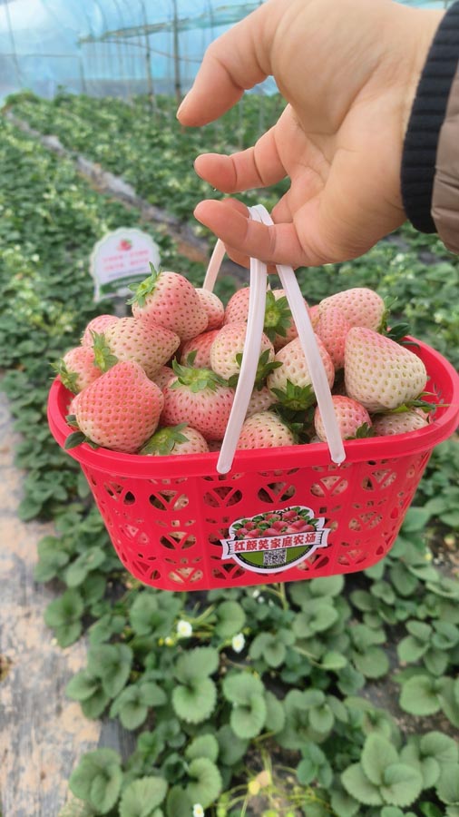 粉玉草莓