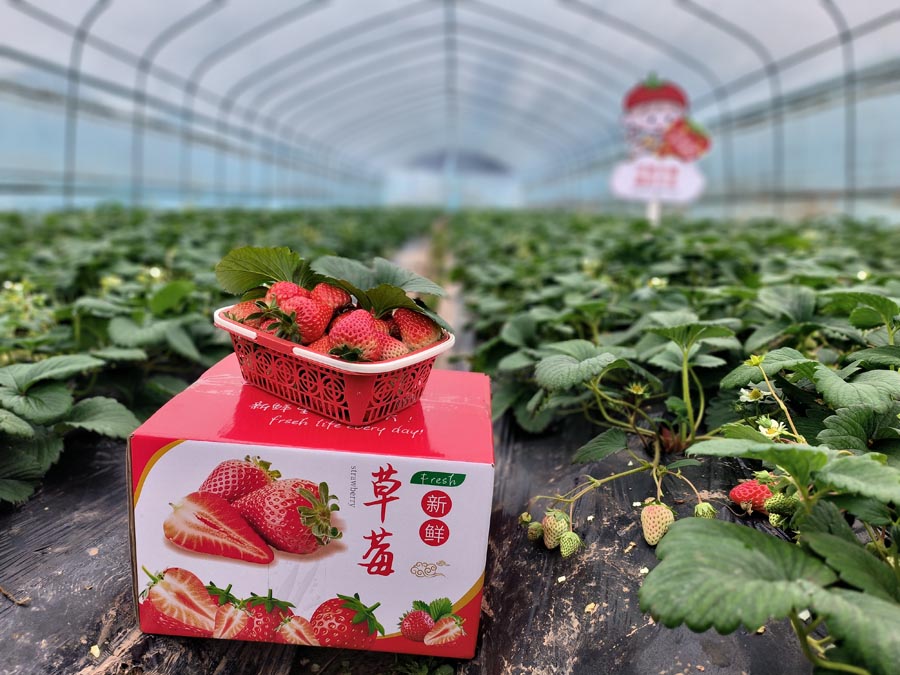 红颜巧克力草莓