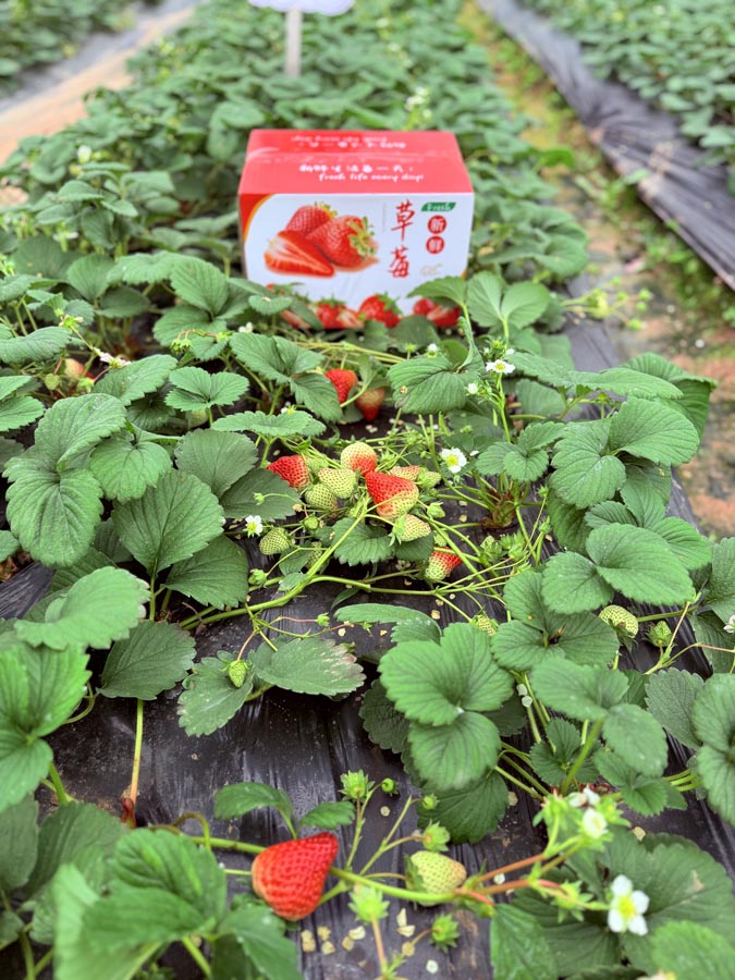 红颜巧克力草莓