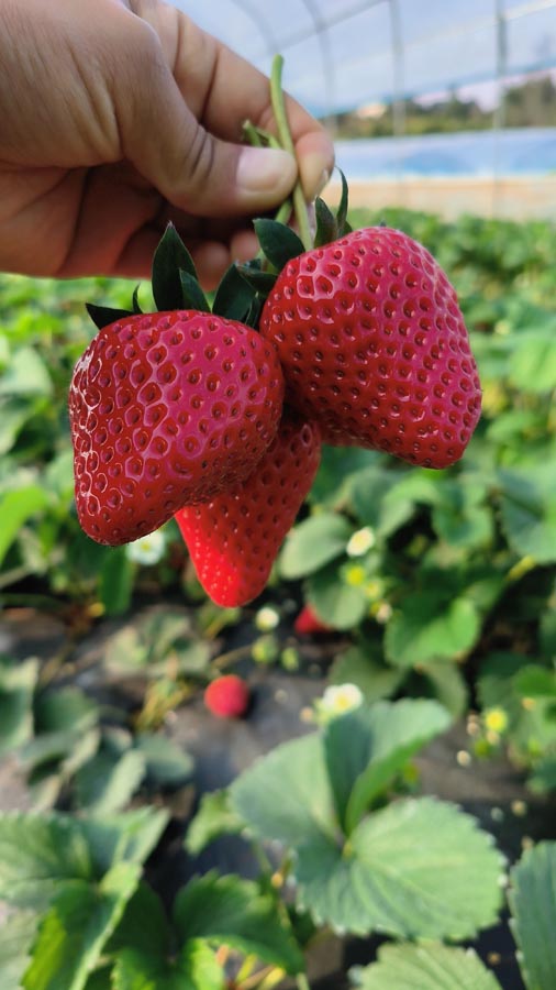 红颜巧克力草莓