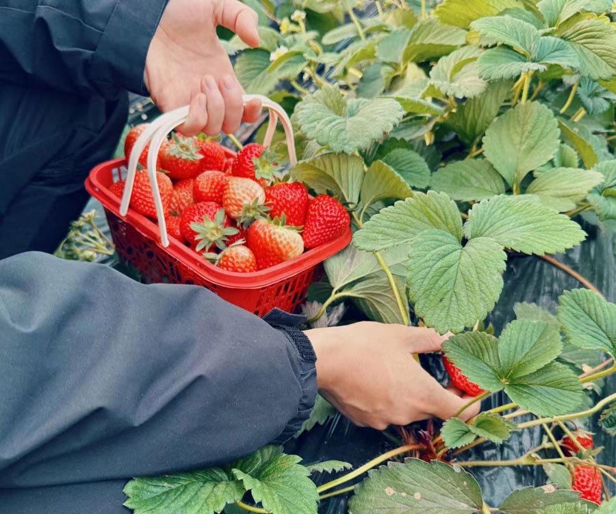 红颜巧克力草莓