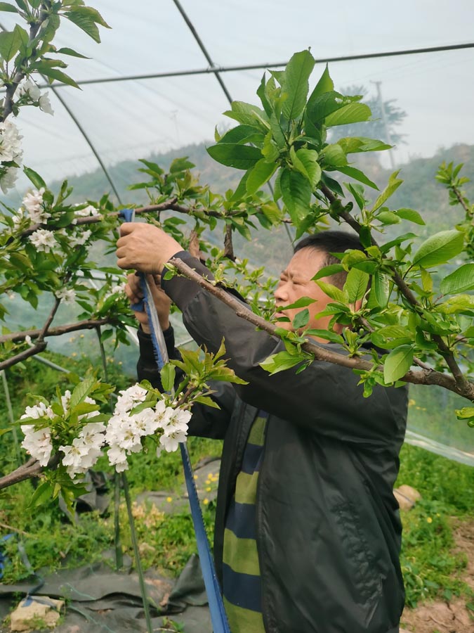 车厘子
