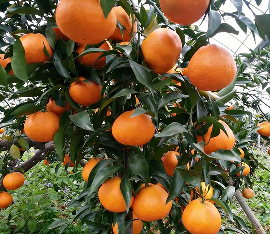 明日见