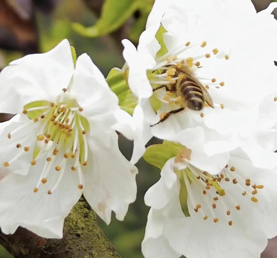 蜜蜂授粉
