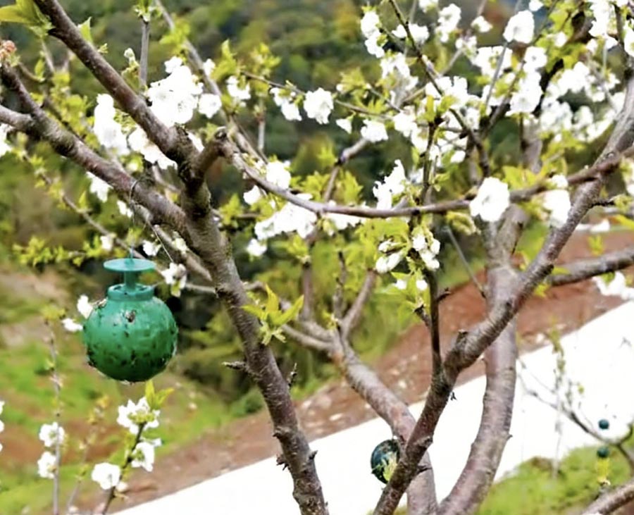 物理杀虫
